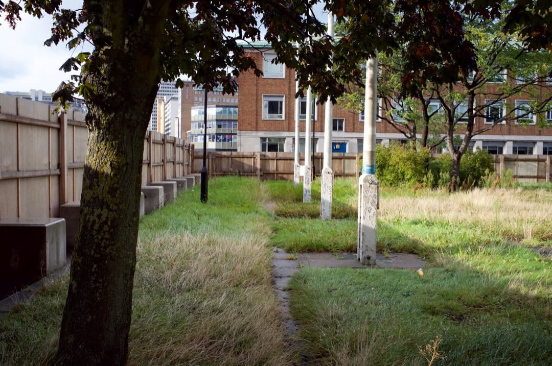 Photo of overgrown grass behind a wooden fence