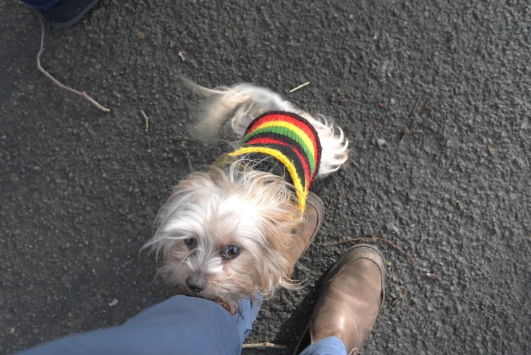 Photo of a dog at the photograhper’s feet